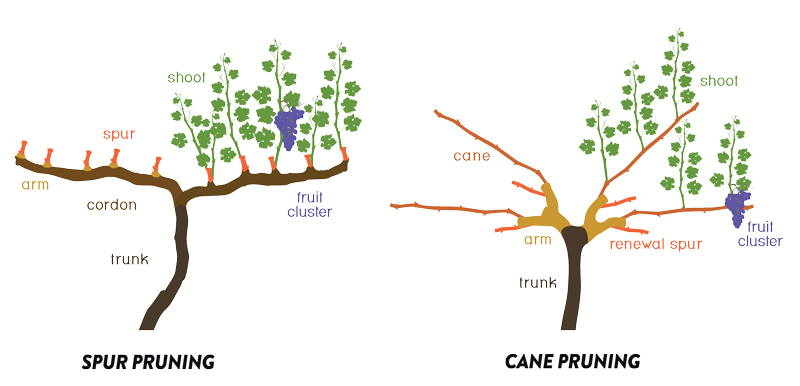 Raising Canes: The Shift to Cane Pruning